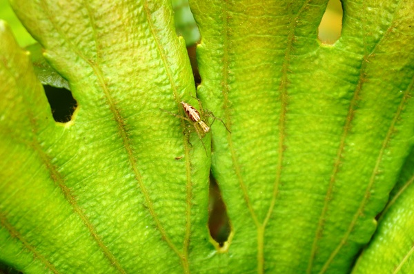 台北植物園(Taipei Botanic Garden):春遊植物園 - 4月裡有什麼花~