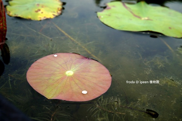 台北植物園(Taipei Botanic Garden)：台北植物園 - 4月初春賞早荷. 浮萍之美