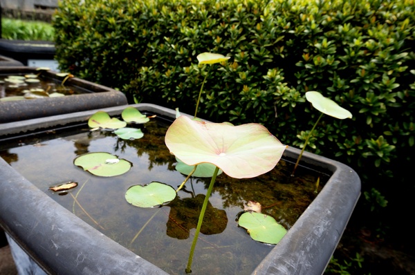 台北植物園(Taipei Botanic Garden)：台北植物園 - 4月初春賞早荷. 浮萍之美