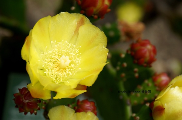 台北植物園(Taipei Botanic Garden):春遊植物園 - 4月裡有什麼花~