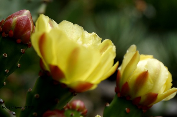 台北植物園(Taipei Botanic Garden):春遊植物園 - 4月裡有什麼花~