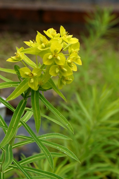 台北植物園(Taipei Botanic Garden):春遊植物園 - 4月裡有什麼花~