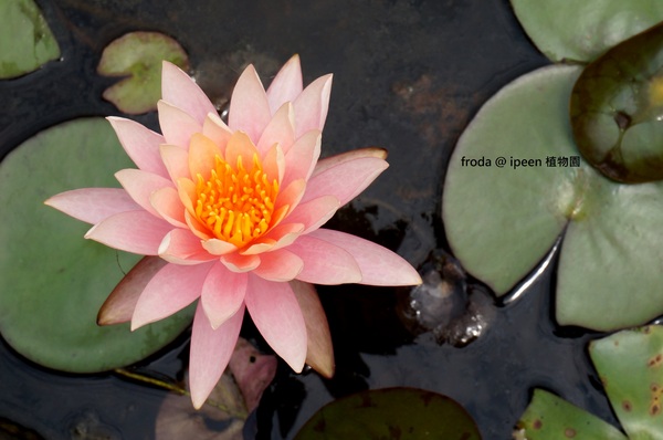 台北植物園(Taipei Botanic Garden)：台北植物園 - 4月初春賞早荷. 浮萍之美