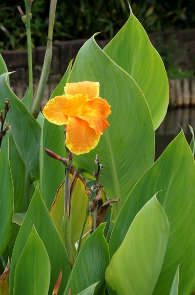 台北植物園(Taipei Botanic Garden):春遊植物園 - 4月裡有什麼花~