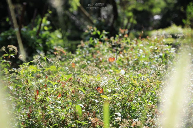 台北植物園-18