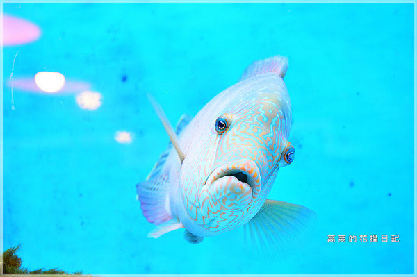 花蓮七星柴魚博物館：【花蓮】新城鄉。七星柴魚博物館