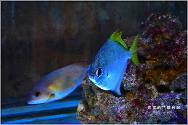 花蓮七星柴魚博物館：【花蓮】新城鄉。七星柴魚博物館