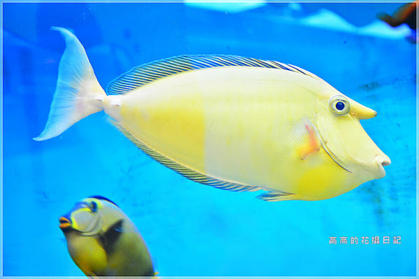 花蓮七星柴魚博物館：【花蓮】新城鄉。七星柴魚博物館