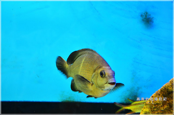 花蓮七星柴魚博物館：【花蓮】新城鄉。七星柴魚博物館