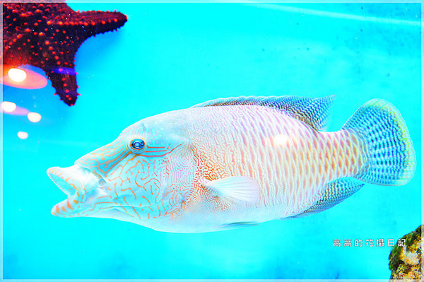 花蓮七星柴魚博物館：【花蓮】新城鄉。七星柴魚博物館