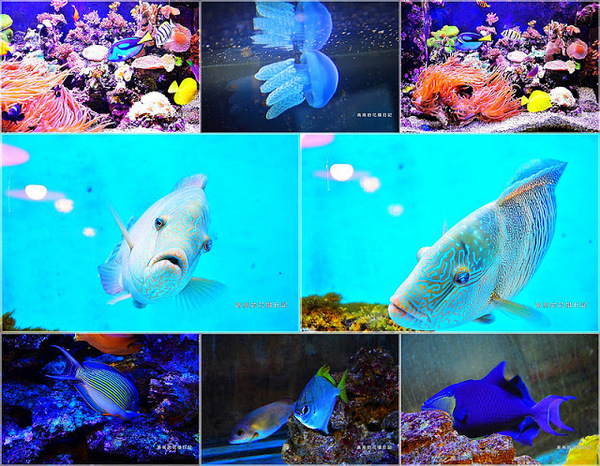 花蓮七星柴魚博物館：【花蓮】新城鄉。七星柴魚博物館