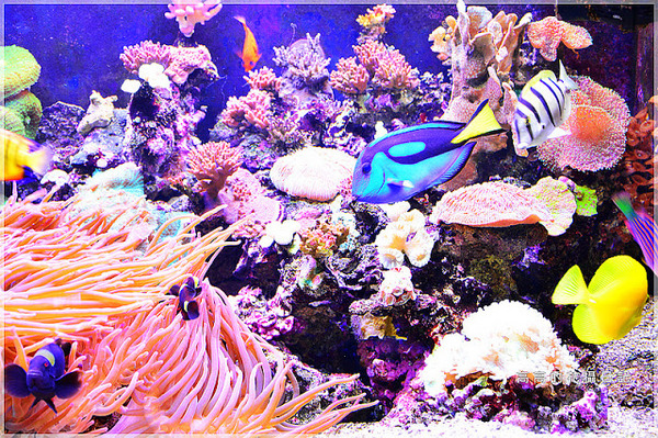 花蓮七星柴魚博物館：【花蓮】新城鄉。七星柴魚博物館