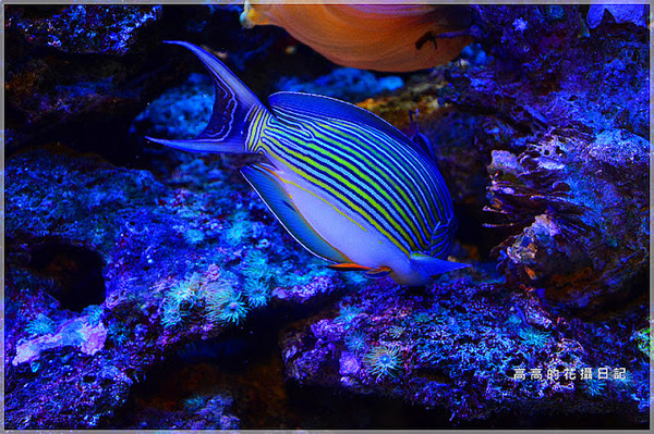 花蓮七星柴魚博物館：【花蓮】新城鄉。七星柴魚博物館