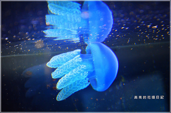 花蓮七星柴魚博物館：【花蓮】新城鄉。七星柴魚博物館