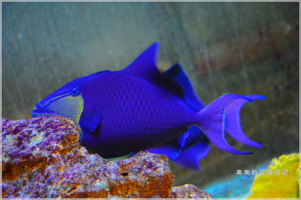 花蓮七星柴魚博物館：【花蓮】新城鄉。七星柴魚博物館