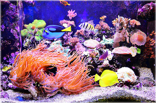 花蓮七星柴魚博物館：【花蓮】新城鄉。七星柴魚博物館