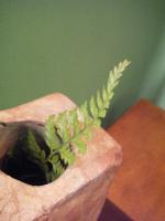 三時茶房：台中二日遊之2──「ㄙㄢ　ㄕˊ」三時茶房