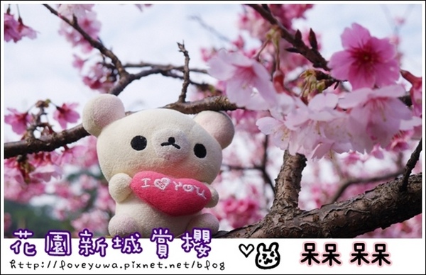 花園新城：【新北◍•ᴗ•◍新店】捷運新店站✯賞櫻景點・花園新城賞櫻｜猶如踏入靜岡熱海，寒櫻滿滿的賞櫻聖地