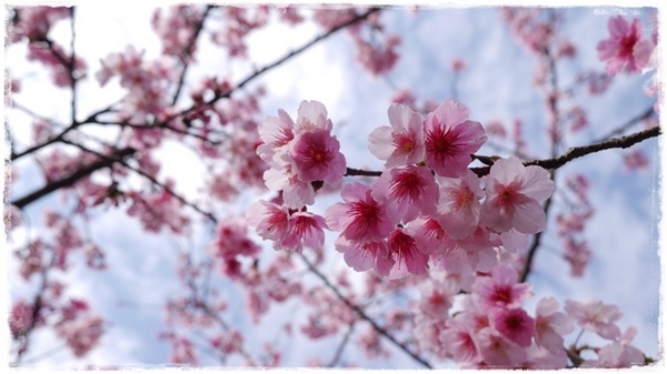 花園新城：【新北◍•ᴗ•◍新店】捷運新店站✯賞櫻景點・花園新城賞櫻｜猶如踏入靜岡熱海，寒櫻滿滿的賞櫻聖地