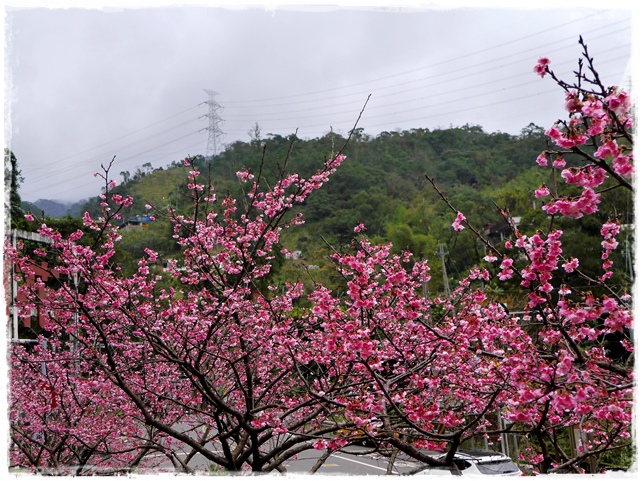 新店花園新城賞櫻