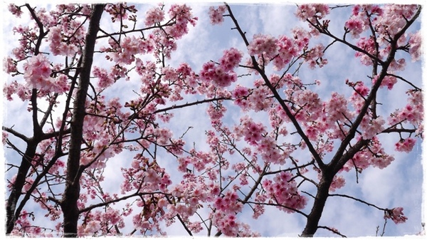 花園新城：【新北◍•ᴗ•◍新店】捷運新店站✯賞櫻景點・花園新城賞櫻｜猶如踏入靜岡熱海，寒櫻滿滿的賞櫻聖地