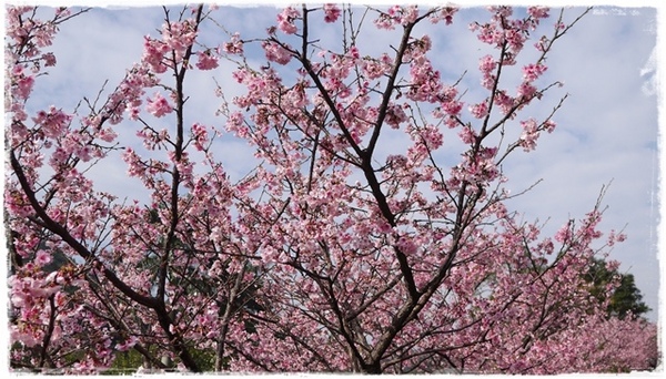 花園新城：【新北◍•ᴗ•◍新店】捷運新店站✯賞櫻景點・花園新城賞櫻｜猶如踏入靜岡熱海，寒櫻滿滿的賞櫻聖地