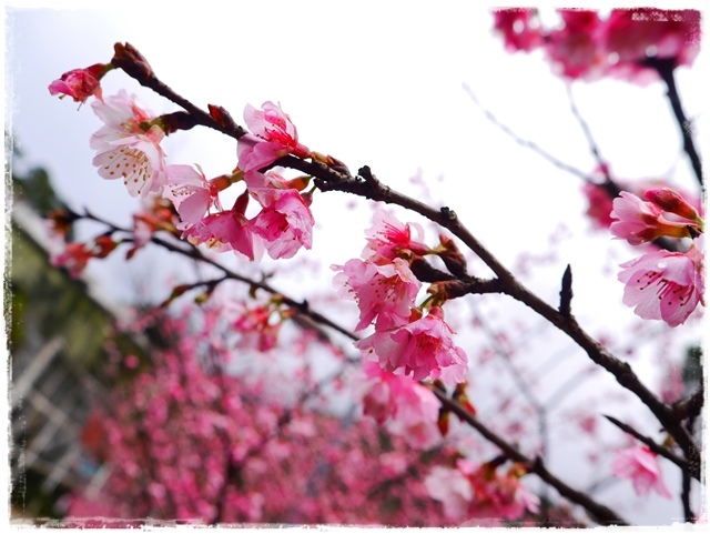 新店花園新城賞櫻