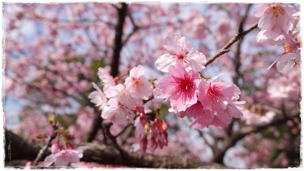 花園新城：【新北◍•ᴗ•◍新店】捷運新店站✯賞櫻景點・花園新城賞櫻｜猶如踏入靜岡熱海，寒櫻滿滿的賞櫻聖地