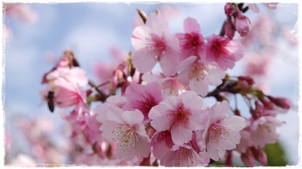 花園新城：【新北◍•ᴗ•◍新店】捷運新店站✯賞櫻景點・花園新城賞櫻｜猶如踏入靜岡熱海，寒櫻滿滿的賞櫻聖地