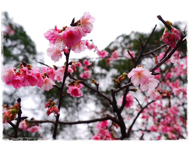 新店花園新城賞櫻
