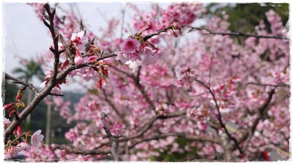 花園新城：【新北◍•ᴗ•◍新店】捷運新店站✯賞櫻景點・花園新城賞櫻｜猶如踏入靜岡熱海，寒櫻滿滿的賞櫻聖地