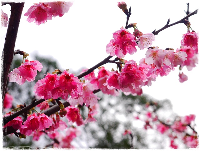 新店花園新城賞櫻