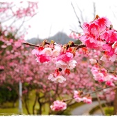 新店櫻花公園屈尺公園寒櫻花況