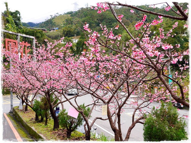 新店花園新城賞櫻