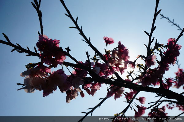【新店烏來賞櫻】【新店花園新城櫻花】新北市櫻花季2015/1/24花況
