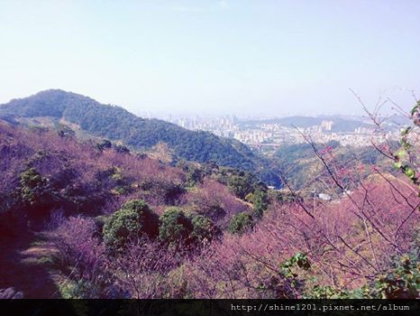 【新店烏來賞櫻】【新店花園新城櫻花】新北市櫻花季2015/1/24花況