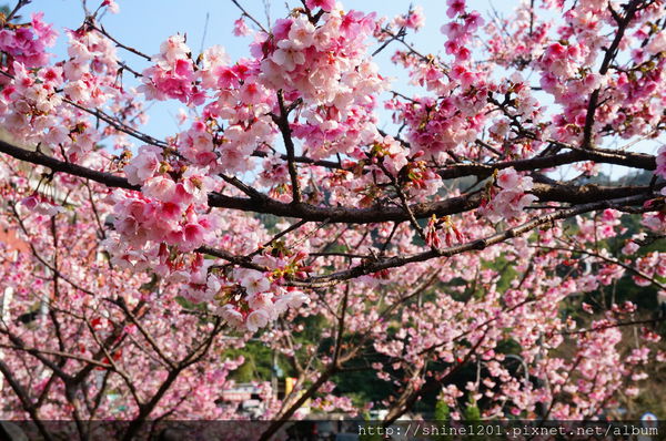 【新店烏來賞櫻】【新店花園新城櫻花】新北市櫻花季2015/1/24花況
