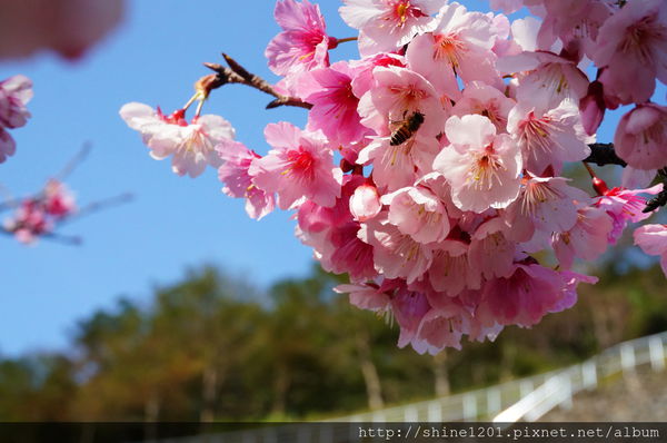 【新店烏來賞櫻】【新店花園新城櫻花】新北市櫻花季2015/1/24花況