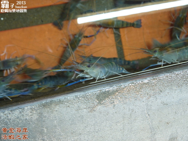 黃金海岸活蝦之家(台中店)：活蝦蹦蹦跳上桌，「黃金海岸活蝦之家」(台中店) ～