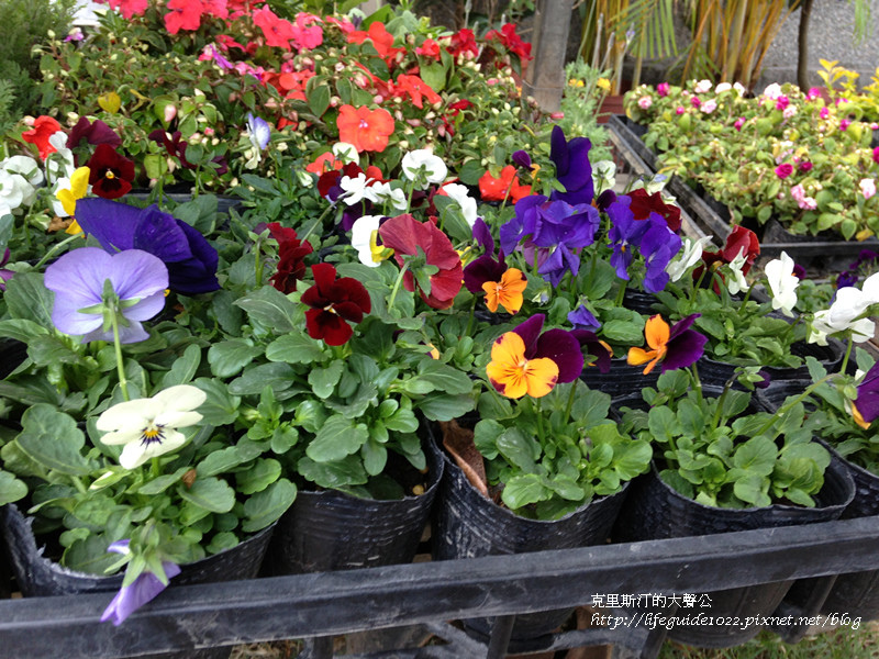 樹太老 035_副本