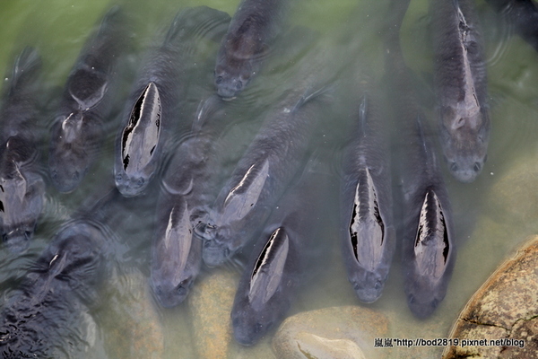 台中新社古堡莊園:【台中新社】新社古堡莊園-充滿異國風情的浪漫古堡,推薦半日遊可以來這邊逛逛喔!