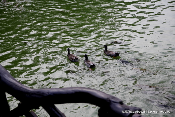 台中新社古堡莊園:【台中新社】新社古堡莊園-充滿異國風情的浪漫古堡,推薦半日遊可以來這邊逛逛喔!