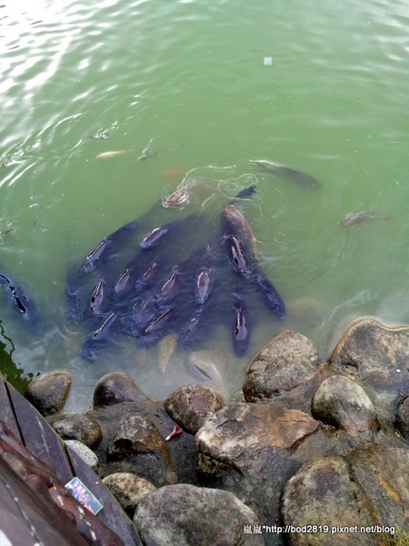 台中新社古堡莊園:【台中新社】新社古堡莊園-充滿異國風情的浪漫古堡,推薦半日遊可以來這邊逛逛喔!