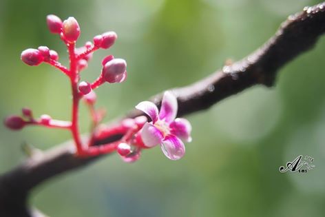 1044759_704609819624219_8676170349425250908_n