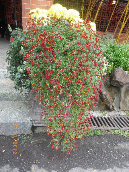 士林官邸公園：士林官邸【2012 手舞菊蹈】開展