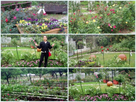 士林官邸公園:陸胞最愛景點【士林官邸】雨中賞花