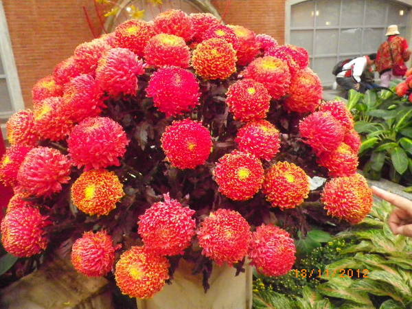 士林官邸公園：士林官邸【2012 手舞菊蹈】開展