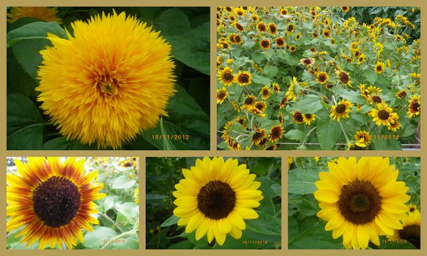 士林官邸公園：士林官邸【2012 手舞菊蹈】開展