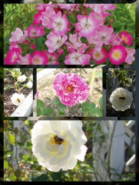 士林官邸公園：2009士林官邸【花博展～共香盛菊】