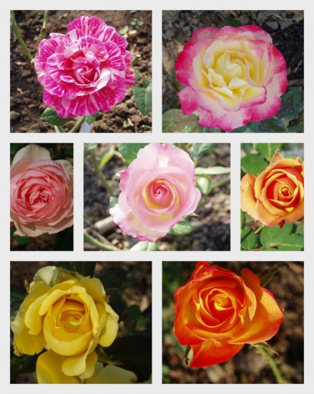 士林官邸公園：2009士林官邸【花博展～共香盛菊】